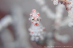 S H A L L O W
Pygmy seahorse (Hippocampus bargibanti)
A... by Irwin Ang 